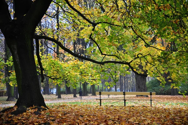 Banco individual en el parque, bajo hermoso árbol, otoño —  Fotos de Stock