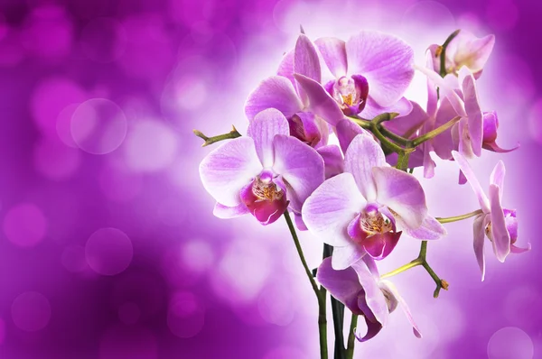 menekşe mor bokeh arka plan üzerinde orkide