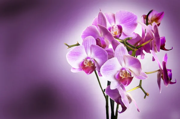 Fialová orchidej na pozadí fialové bokeh — Stock fotografie