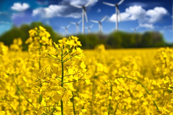 Koolzaad veld en wind elektrische centrales op een zonnige dag. ecologie & n — Stockfoto