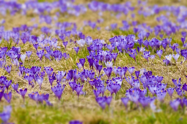 Bahar çayır bir sürü tam çiçeği bitkisi çiçeği.