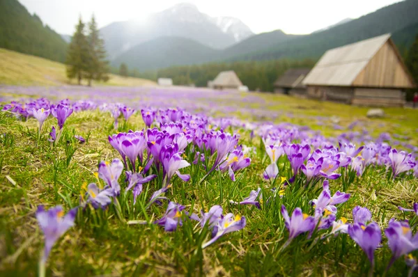 山中咲くクロッカスの花でいっぱいの春の牧草地 — ストック写真