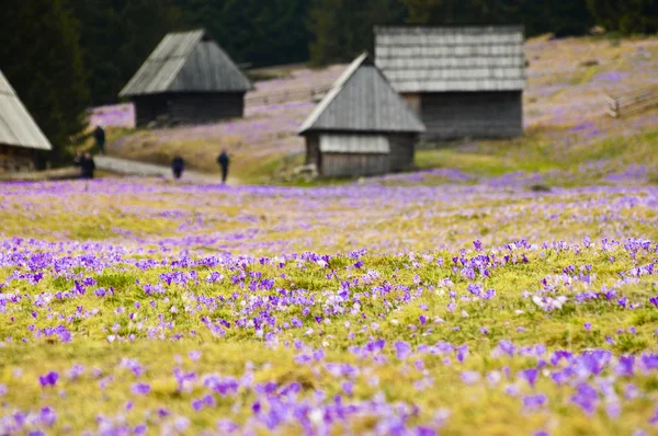 満開のクロッカスの花でいっぱいの春の牧草地 — ストック写真