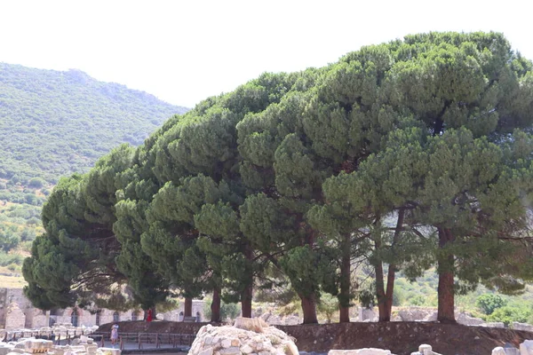 Türkiye 'deki antik ephesus şehri..