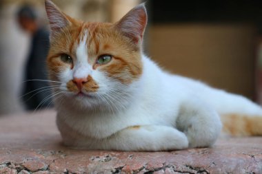 Türkiye 'nin Diyarbakır kentindeki Ulu camisinin avlusunda çok renkli kırmızı & beyaz bir kedi yatıyor.