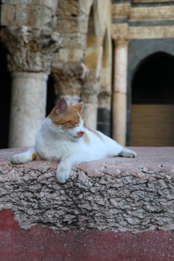 Türkiye 'nin Diyarbakır kentindeki Ulu camisinin avlusunda çok renkli kırmızı & beyaz bir kedi yatıyor.