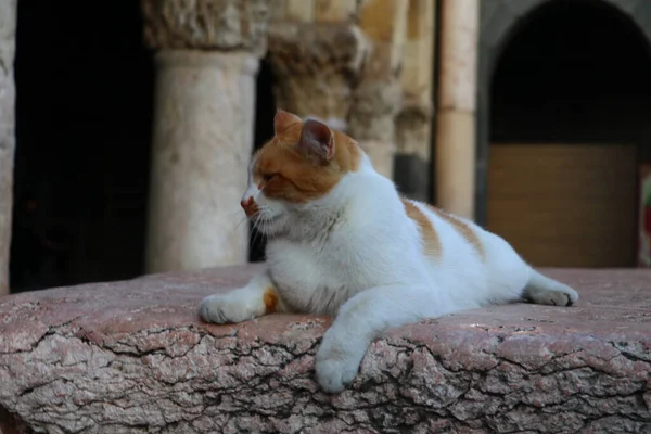 Разноцветная Красно Белая Кошка Покоится Дворе Мечети Улу Турецком Городе — стоковое фото