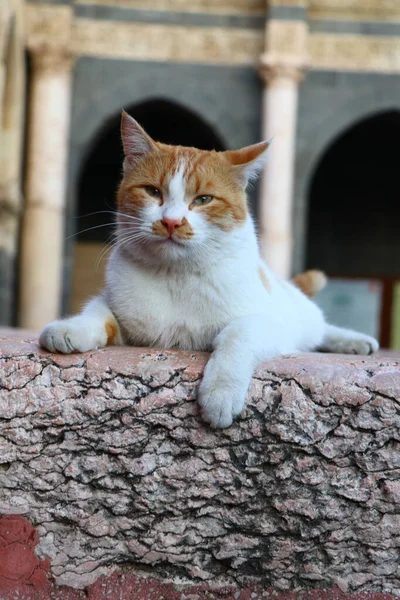 Разноцветная Красно Белая Кошка Покоится Дворе Мечети Улу Турецком Городе — стоковое фото