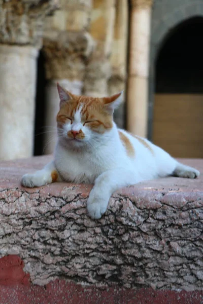 Gato Blanco Rojo Multicolor Descansa Patio Mezquita Ulu Ciudad Turca — Foto de Stock