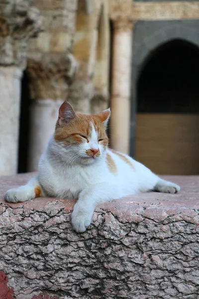 Gato Blanco Rojo Multicolor Descansa Patio Mezquita Ulu Ciudad Turca — Foto de Stock