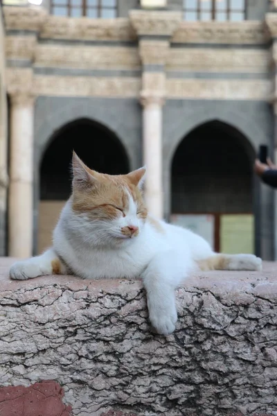 Gato Blanco Rojo Multicolor Descansa Patio Mezquita Ulu Ciudad Turca — Foto de Stock