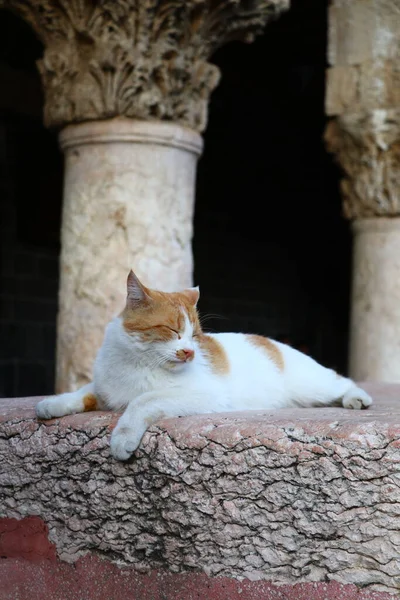 Gato Blanco Rojo Multicolor Descansa Patio Mezquita Ulu Ciudad Turca — Foto de Stock