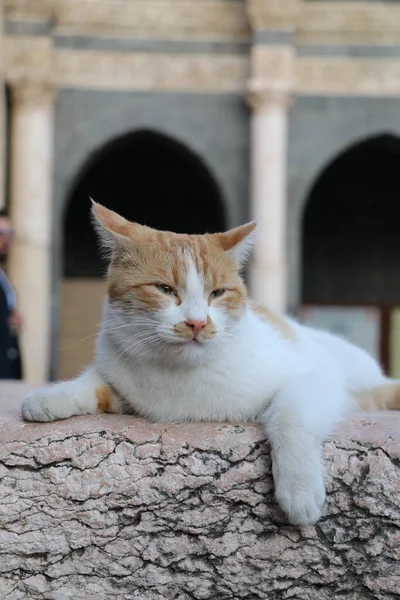 Gato Multicolorido Vermelho Branco Repousa Pátio Mesquita Ulu Cidade Turca — Fotografia de Stock