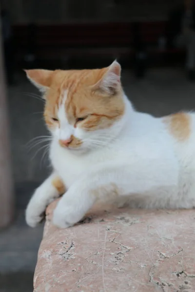 Gato Blanco Rojo Multicolor Descansa Patio Mezquita Ulu Ciudad Turca — Foto de Stock