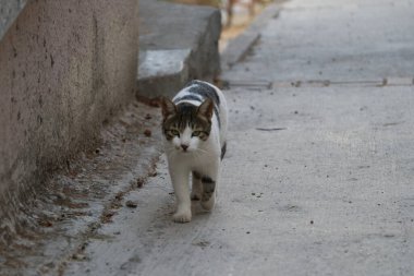 Türkiye 'nin Fethiye kentindeki dağlardaki Lycian mezarları.