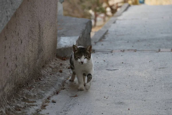 Tumbas Licia Las Montañas Ciudad Turca Fethiye — Foto de Stock