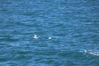 Türkiye 'deki Boğaz kıyısındaki antik Rumeli Feneri kalesi.