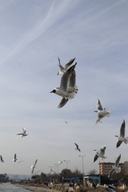 İstanbul 'da Marmara Denizi kıyısında martı ekmek ve patates kızartması ile besleniyor. Beylikduzu bölgesi.