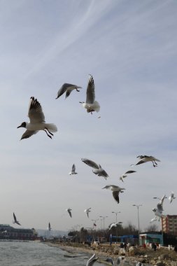 İstanbul 'da Marmara Denizi kıyısında martı ekmek ve patates kızartması ile besleniyor. Beylikduzu bölgesi.