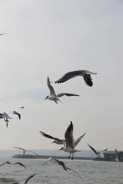 Feeding Seagulls Bread French Fries Shores Sea Marmara Istanbul Beylikduzu — Stock Photo, Image