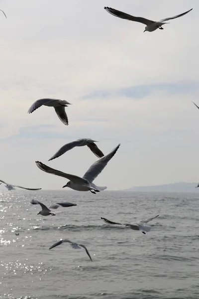 Feeding Seagulls Bread French Fries Shores Sea Marmara Istanbul Beylikduzu — Stock Photo, Image