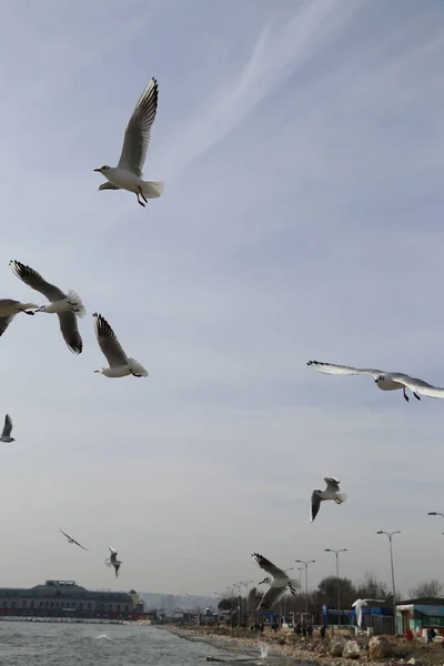 Feeding Seagulls Bread French Fries Shores Sea Marmara Istanbul Beylikduzu — Stock Photo, Image