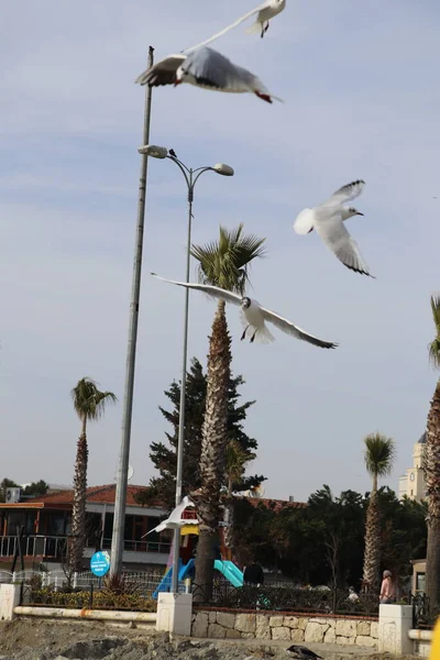 Feeding Seagulls Bread French Fries Shores Sea Marmara Istanbul Beylikduzu — Stock Photo, Image