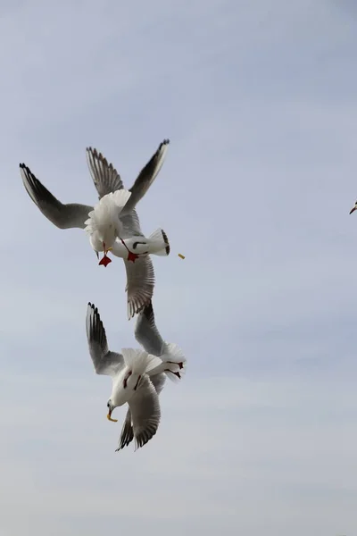 Stanbul Marmara Denizi Kıyısında Martı Ekmek Patates Kızartması Ile Besleniyor — Stok fotoğraf