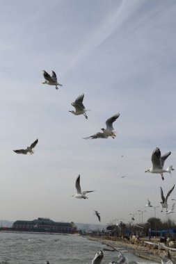 İstanbul 'da Marmara Denizi kıyısında martı ekmek ve patates kızartması ile besleniyor. Beylikduzu bölgesi.