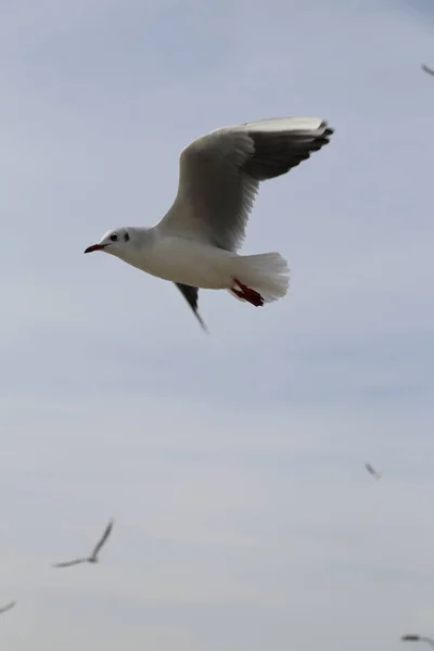 Memberi Makan Burung Camar Roti Dan Kentang Goreng Tepi Laut — Stok Foto