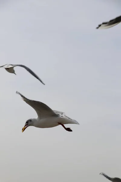 Feeding Seagulls Bread French Fries Shores Sea Marmara Istanbul Beylikduzu — Stock Photo, Image