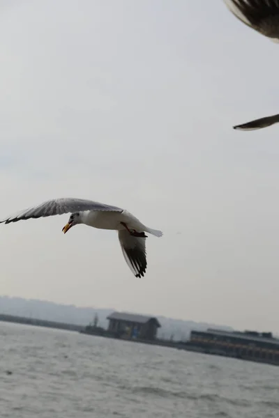 Feeding Seagulls Bread French Fries Shores Sea Marmara Istanbul Beylikduzu — Stock Photo, Image