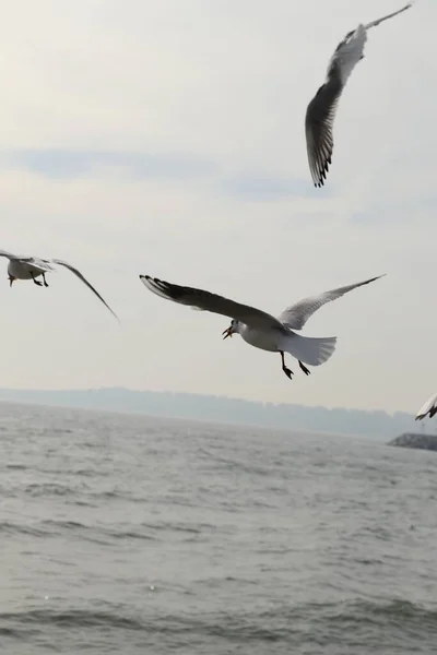 Feeding Seagulls Bread French Fries Shores Sea Marmara Istanbul Beylikduzu — Stock Photo, Image