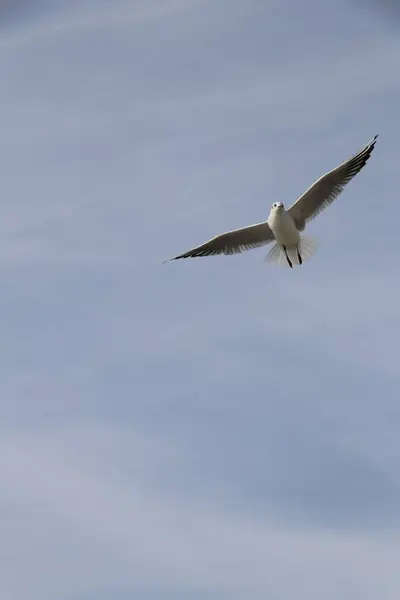 Het Voeden Van Meeuwen Brood Frietjes Aan Oevers Van Zee — Stockfoto