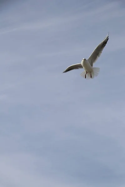 Het Voeden Van Meeuwen Brood Frietjes Aan Oevers Van Zee — Stockfoto