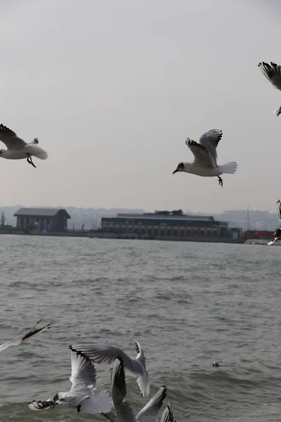 Feeding Seagulls Bread French Fries Shores Sea Marmara Istanbul Beylikduzu — Stock Photo, Image