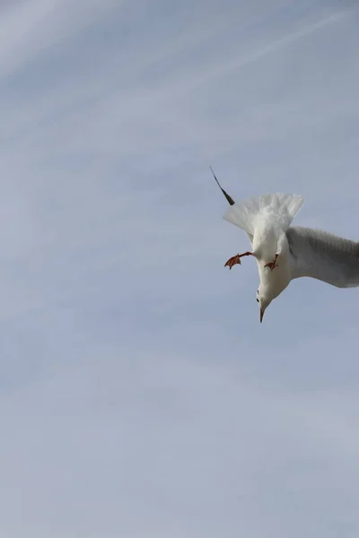 Nourrir Pain Mouettes Des Frites Sur Les Rives Mer Marmara — Photo