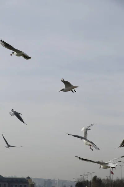 Feeding Seagulls Bread French Fries Shores Sea Marmara Istanbul Beylikduzu — Stock Photo, Image