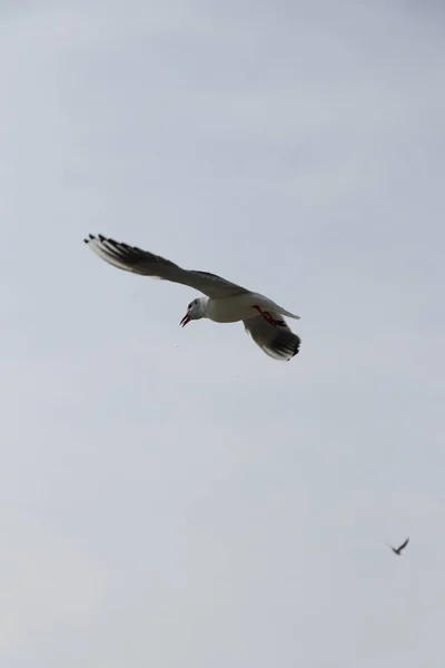 Het Voeden Van Meeuwen Brood Frietjes Aan Oevers Van Zee — Stockfoto