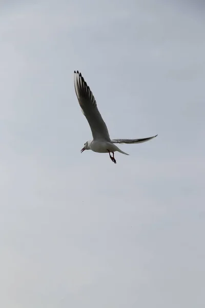 Het Voeden Van Meeuwen Brood Frietjes Aan Oevers Van Zee — Stockfoto