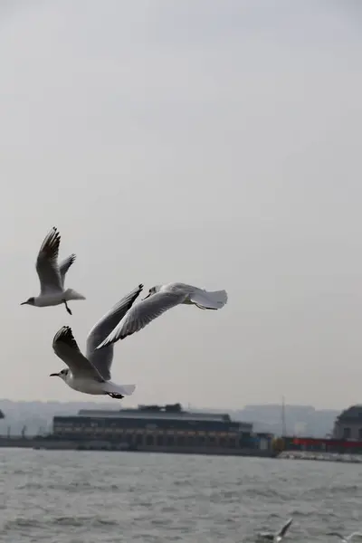 Feeding Seagulls Bread French Fries Shores Sea Marmara Istanbul Beylikduzu — Stock Photo, Image