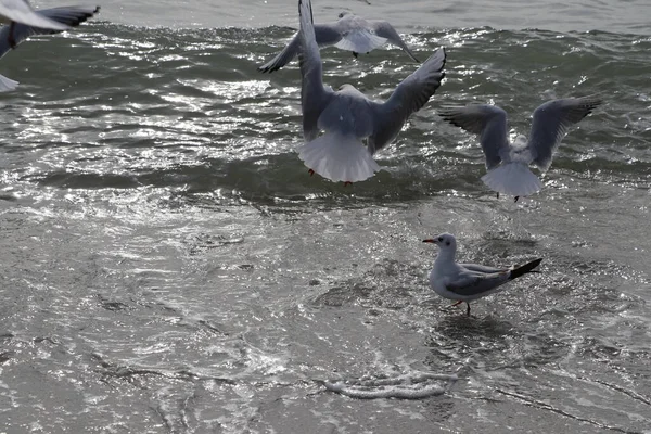 Feeding Seagulls Bread French Fries Shores Sea Marmara Istanbul Beylikduzu — Stock Photo, Image