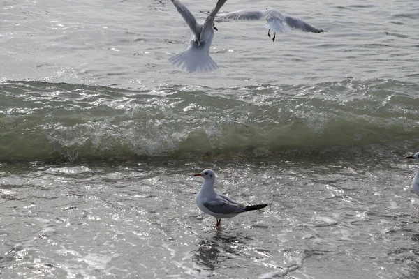 Feeding Seagulls Bread French Fries Shores Sea Marmara Istanbul Beylikduzu — Stock Photo, Image