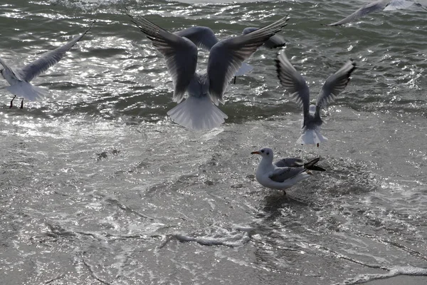 Feeding Seagulls Bread French Fries Shores Sea Marmara Istanbul Beylikduzu — Stock Photo, Image