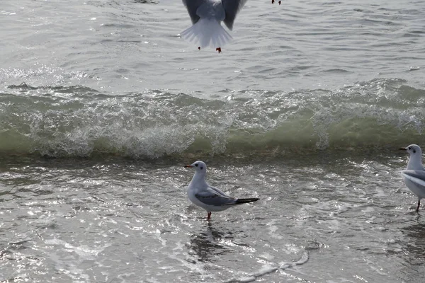 Feeding Seagulls Bread French Fries Shores Sea Marmara Istanbul Beylikduzu — Stock Photo, Image