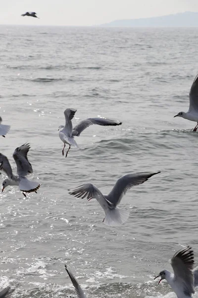 Alimentando Gaivotas Pão Batatas Fritas Nas Margens Mar Mármara Istambul — Fotografia de Stock