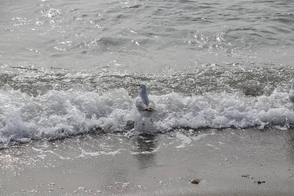 Feeding Seagulls Bread French Fries Shores Sea Marmara Istanbul Beylikduzu — Stock Photo, Image