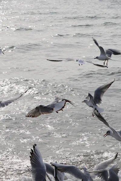 在伊斯坦布尔马尔马拉海沿岸喂海鸥面包和薯条 Beylikduzu地区 — 图库照片