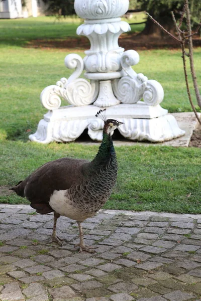 Pfauen Istanbuler Ihlamur Stadtpark — Stockfoto