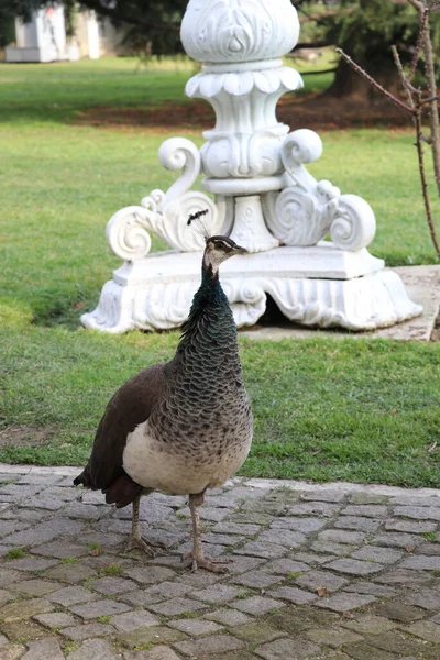 Pavões Parque Cidade Ihlamur Istambul — Fotografia de Stock